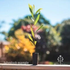 Grevillea Orange Marmalade 22 Grevillea Orange Marmalade -Green Plant Corner grevillea orange marmalade2