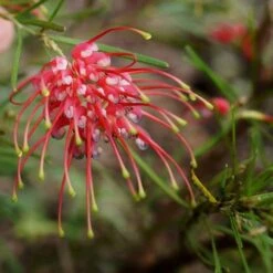 Grevillea Silk Carpet -Green Plant Corner grevillea pinaster flickr tatters