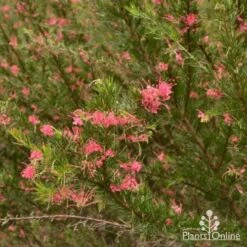 Grevillea Pink Pearl -Green Plant Corner grevillea pink pearl shrub 1