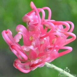 Grevillea Pink Pearl -Green Plant Corner grevillea pink pearl close 2 apo 1