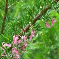 Grevillea Pink Pearl -Green Plant Corner grevillea pink pearl close stem apo
