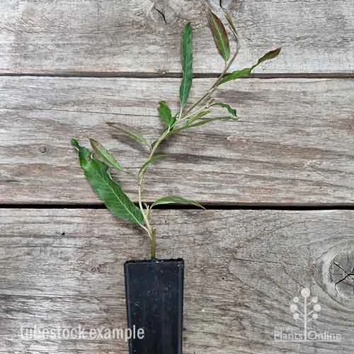 Grevillea Raptor 3 Grevillea Raptor