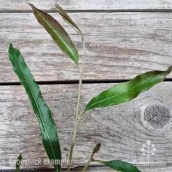 Grevillea Raptor 13 Grevillea Raptor -Green Plant Corner grevillea raptor 2