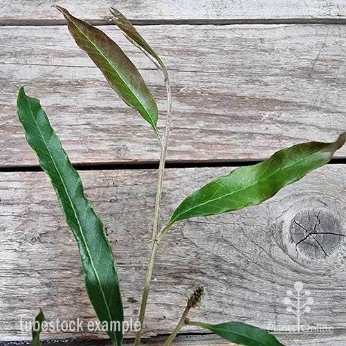 Grevillea Raptor 8 Grevillea Raptor - Image 6