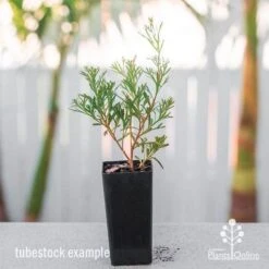 Grevillea Red Wings -Green Plant Corner grevillea red wings tube