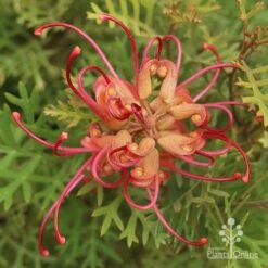 Grevillea Soopa Doopa -Green Plant Corner grevillea soopa doopa end view