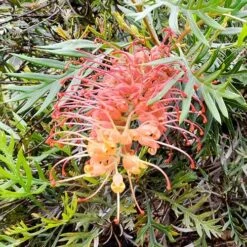 Grevillea Strawberry Sundae -Green Plant Corner grevillea strawberry sundae 1