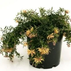 Grevillea Sunkissed 10 Grevillea Sunkissed -Green Plant Corner grevillea sunkissed 500
