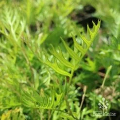 Grevillea Superb -Green Plant Corner grevillea superb leaf