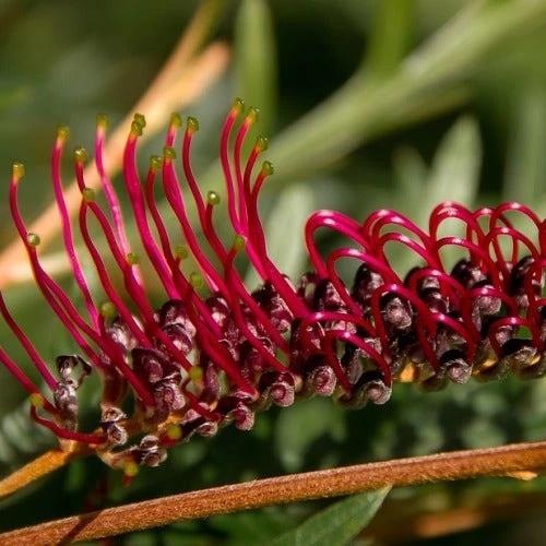 Grevillea Raptor 4 Grevillea Raptor - Image 2