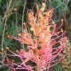 Grevillea Superb -Green Plant Corner grevillea superb flower sml mature