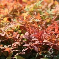 Nandina Gulf Stream 16 Nandina Gulf Stream -Green Plant Corner gulf stream autumn