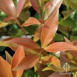 Acmena Hemilampra - Blush Satinash -Green Plant Corner hemilampra bronze leaf colour