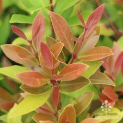 Acmena Hemilampra - Blush Satinash -Green Plant Corner hemilampra leaf colour