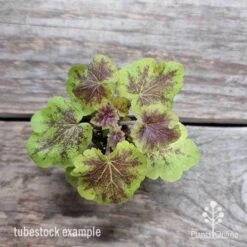 Heucherella Solar Eclipse - Foamy Bells 24 Heucherella Solar Eclipse - Foamy Bells -Green Plant Corner heuchera solar eclipse 1
