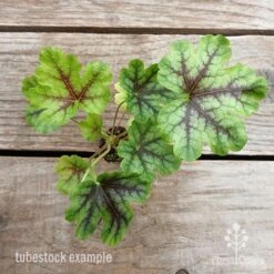 Heucherella Tapestry - Foamy Bells -Green Plant Corner heucherella tapestry 1 1