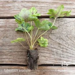 Heucherella Tapestry - Foamy Bells -Green Plant Corner heucherella tapestry 2 edited 1