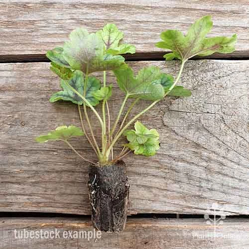 Heucherella Tapestry - Foamy Bells 13 Heucherella Tapestry - Foamy Bells - Image 11