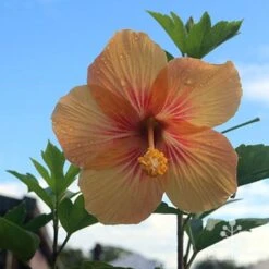 Hibiscus Popsicle -Green Plant Corner hibiscus popsicle backlit