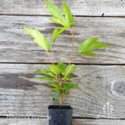 Hibiscus Popsicle -Green Plant Corner hibiscus popsicle tube 500 1