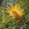 Grevillea Honey Gem -Green Plant Corner honey gem grevillea nursery