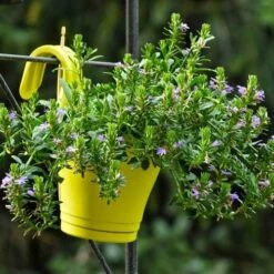 Scaevola Purple Fanfare - Fan Flower 15 Scaevola Purple Fanfare - Fan Flower -Green Plant Corner hook planter scaevola