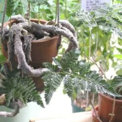 Humata - Rabbit's Foot Fern 21 Humata - Rabbit's Foot Fern -Green Plant Corner humata tyermanni flickr nhq 500