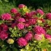 Hydrangea Alpengluhen 2 Hydrangea Alpengluhen -Green Plant Corner hydrangea alpengluhen bush