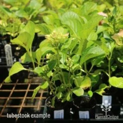 Hydrangea White -Green Plant Corner hydrangea amethyst tube 6