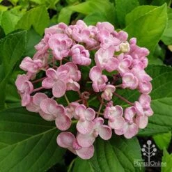 Hydrangea Ayesha -Green Plant Corner hydrangea ayesha flower