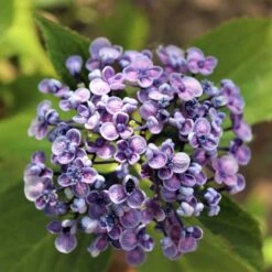 Hydrangea Ayesha -Green Plant Corner hydrangea ayesha lilac 1