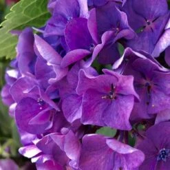 Hydrangea President R Touchard -Green Plant Corner hydrangea touchard close 1