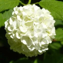 Hydrangea White -Green Plant Corner hydrangea white 1