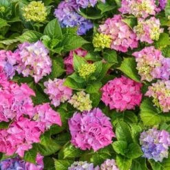 Hydrangea Assorted