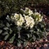 Hellebore Ice Breaker Max - Winter Rose -Green Plant Corner iice breaker max garden 1