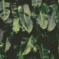 Philodendron Imbe 16 Philodendron Imbe -Green Plant Corner imbe wall