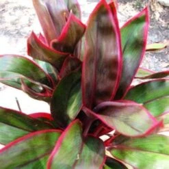 Cordyline Fruticosa John Klass Red -Green Plant Corner jkr 500