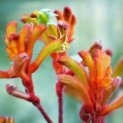 Australian Wildflower Kangaroo Paw - Seed -Green Plant Corner kangaroo paw sunset