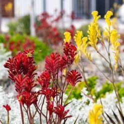 Australian Wildflower Kangaroo Paw - Seed -Green Plant Corner kangaroo paws red yellow