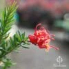 Grevillea Knockout -Green Plant Corner knockout flower and ant