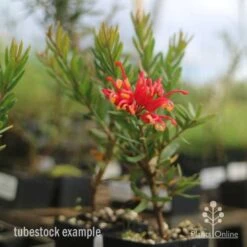 Grevillea Knockout -Green Plant Corner knockout grevillea tubestock