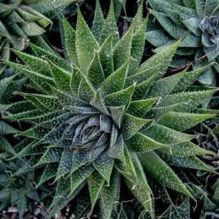 Aloe Aristata - Lace Aloe - Succulent -Green Plant Corner lace aloe cluster