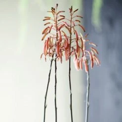 Aloe Aristata - Lace Aloe - Succulent -Green Plant Corner lace aloe flowers floradania