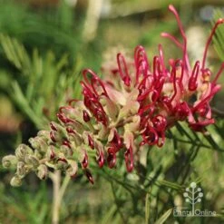 Grevillea Lana Maree -Green Plant Corner lana maree opening 1