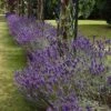 Lavender English Munstead - Seed 2 Lavender English Munstead - Seed -Green Plant Corner lavender border english