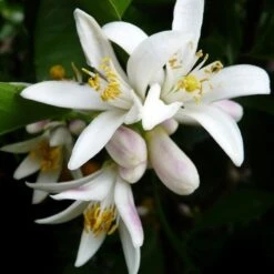 Citrus - Lemon Lisbon -Green Plant Corner lemon flower 500 1