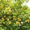 Citrus - Lemon Eureka 2 Citrus - Lemon Eureka -Green Plant Corner lemon tree for eureka 1