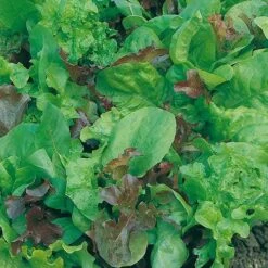 Lettuce Mixed Salad Leaves - Seed -Green Plant Corner lettuce mixed 2