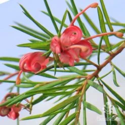 Grevillea Liliane -Green Plant Corner liliane flowers closeup