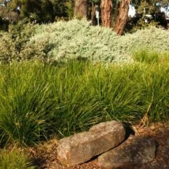 Lomandra Lime Tuff -Green Plant Corner lime tuff border 1